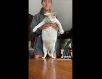 Lady Plays with Hefty Blind Pet Cat