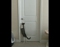 Cat stands hind legs opens door paw