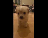 Small white puppy dog black turtleneck girl 