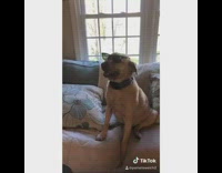 Dog Wasnt me Shaggy Song