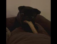 Pug puppy makes noises while chewing treat 