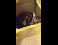 Bengal cat hides inside the Mario block