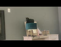 Black cat on blue stool white desk 