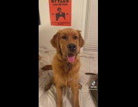 Happy brown dog with puffy cheeks stung by bee