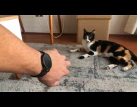Cat gets static from hoomans hand 