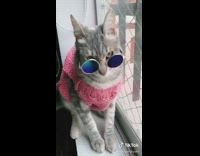 Grey cat pink sweater round sunglasses window 