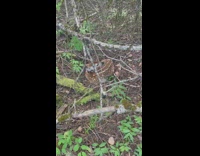 Deer fawn sleeps in the middle of the forest