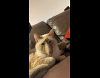 Cat and man nose bird face filter