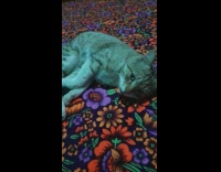 Striped Cat Meows on Neon Carpet 