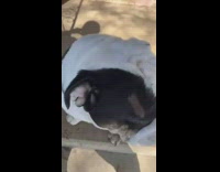 Bulldog before and after do cutest smile