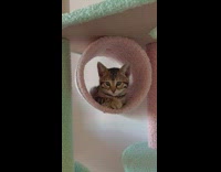 Pet kitten meow inside cat tower tube