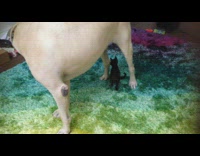 Brown dog lick play with small kitten