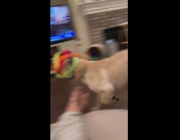 Puppy dog bites ball trips on foot 