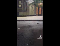 Woman react to rats on street night