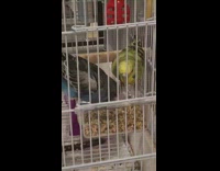 Blue bird peck head of yellow bird