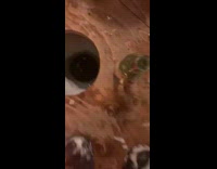 Guy puts fish in wine and drinks