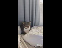 Cat hiding in bed from dog coming into room