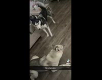 Husky teases other husky and falls on ground