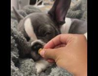 Girl wakes sleeping grey dog with food 