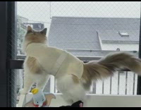 Cat looks out window at falling snow 