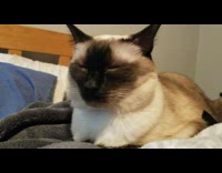 Two cats lay next to each other