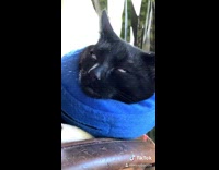 Cat neutered cone funny face