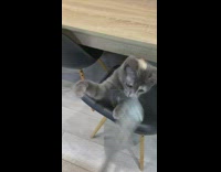 Girl and grey kitten play with utensil 