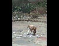 Hawk eats pigeon in backyard 