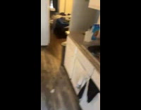 Guy comes home and gives cat hug for leaving it 