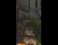 Raccoon lays down wood fence backyard party 