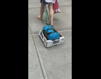 Lady drags blue bag inside box down sidewalk 