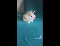 Rabbits Runs Around on Couch at Home