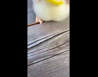 Ducks wear teletubbie color shaped wires