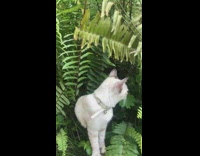 White cat stands in green plants 