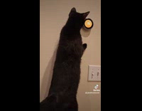 Black cat adjust temperature control on wall