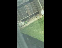 Pitbull breaks open wooden fence and squeezes into backyard