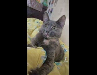 Grey cat with frozen face tongue out 