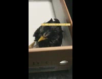 Black crow bird sits in brown shoebox 