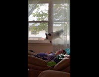 Cat tries to catch bird outside window