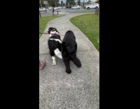 Collab BitchMP - Dogs walking in sync 