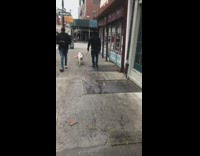 Dog walks with traffic cone in mouth 
