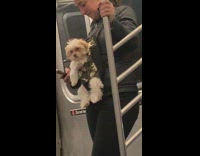 Woman straps dog onto her stomach like a baby on subway train