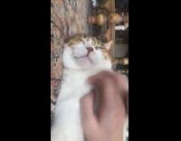 Cat bites when it is touched