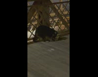 Raccoon eats food along the bridge alone at night 