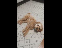 Collab Kale Salad IG - Dog pays dead with bang trick