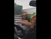 Dog tries to catch car windshield wiper 