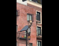 Hawk sit on solar panel holds rat