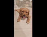 Golden retriever puppy dog tongue out 