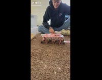 Hamster house of cards maze 