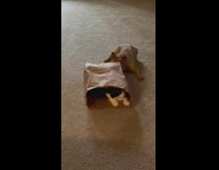 Playful dog bother cat inside paper bag